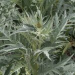 Artičoka zeleninová