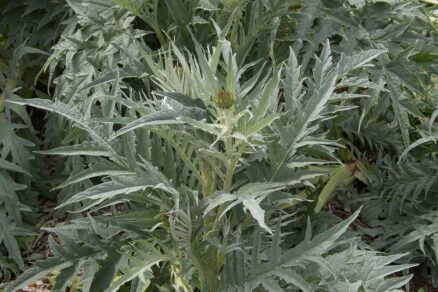 Artičoka zeleninová