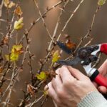 Rez egrešov v predjarí