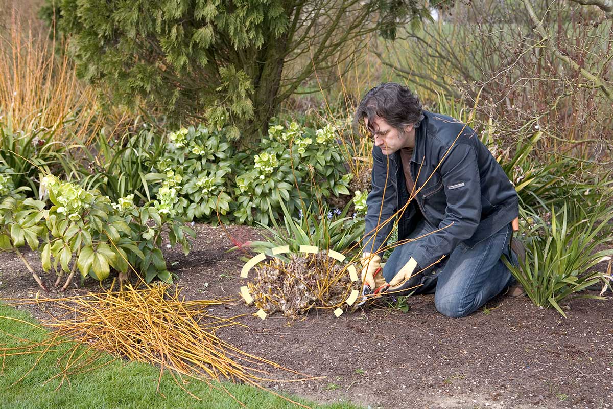 Kompaktný trs vŕby