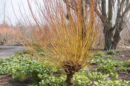 Vŕba rezaná na hlavu vytvára výhony na kmienku