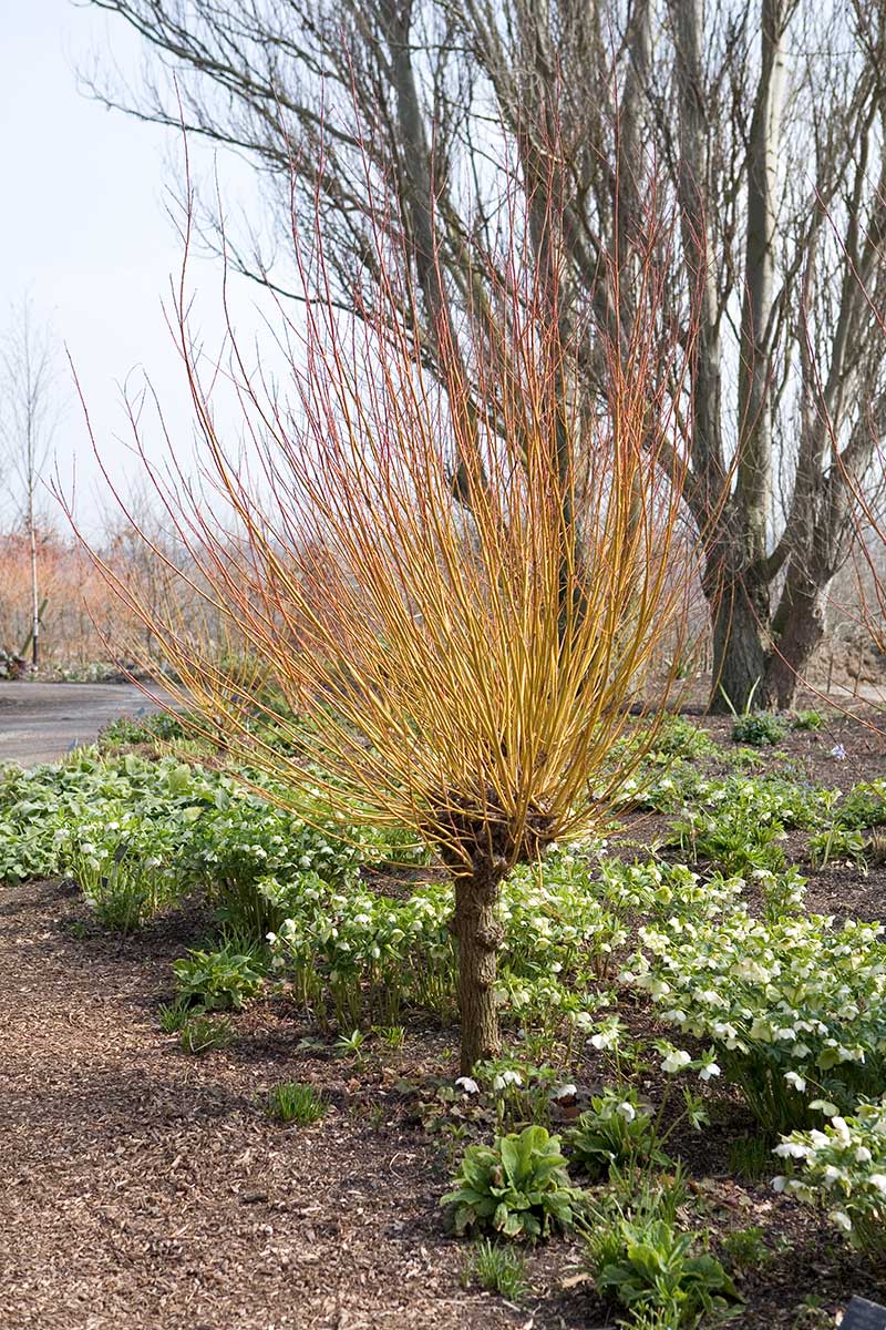 Vŕba rezaná na hlavu vytvára výhony na kmienku