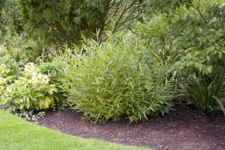 Nové silné výhony vŕby v lete