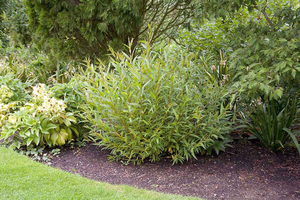 Nové silné výhony vŕby v lete