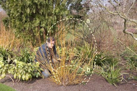 Úprava vŕby po hlbokom spätnom reze