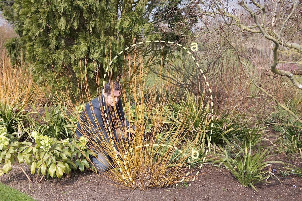 Úprava vŕby po hlbokom spätnom reze