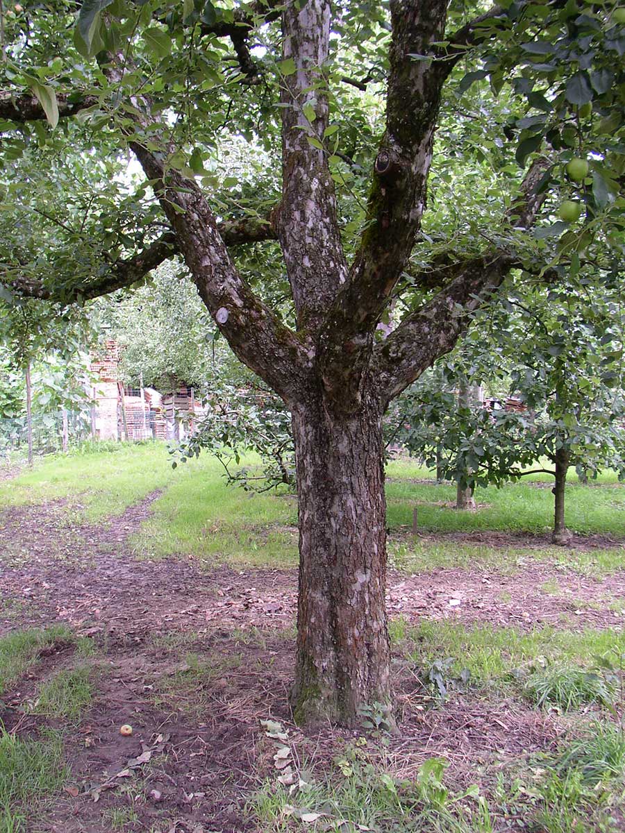 Cieľom rezu je pevná kostra na celý život