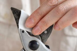 Pri reze ovocných drevín nezabudnite na dezinfekciu nožníc! Stačí urobiť toto