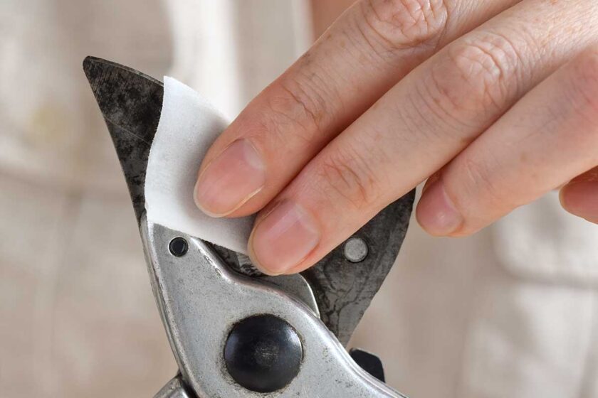 Dezinfekcia a očistenie čepele záhradných nožníc pri reze drevín