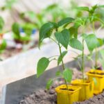 Starostlivosť o vypestované priesady paprík