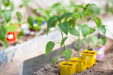 Starostlivosť o vypestované priesady paprík