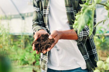 Dezinfekcia pôdy v skleníku