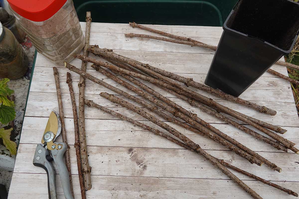 Odobraté drevité odrezky pripravené na zakorenie v pôde