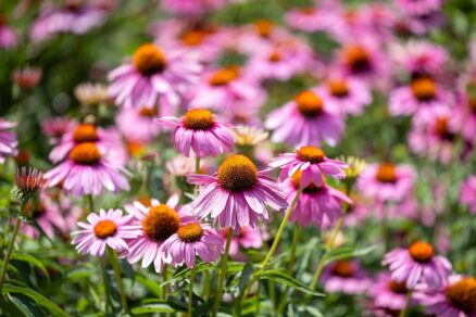 Echinacea purpurová