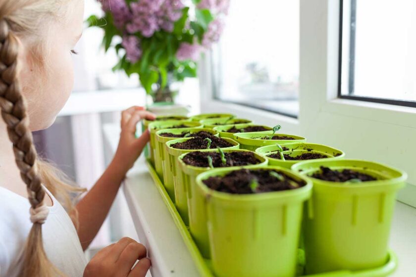 Kontrola februárových výsevov v zeleninových kvetináčoch umiestnených na okennom parapete