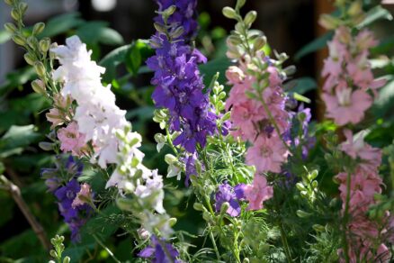 Stračonôžky vo fialovej, ružovej a bielej farbe