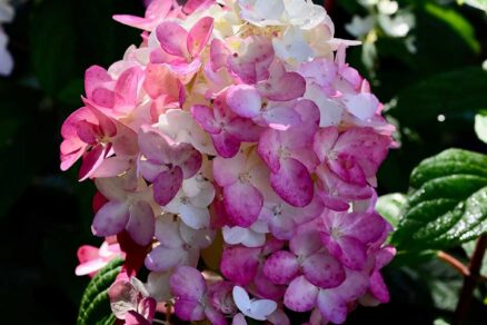 Hortenzia metlinatá ‘Fire Light’