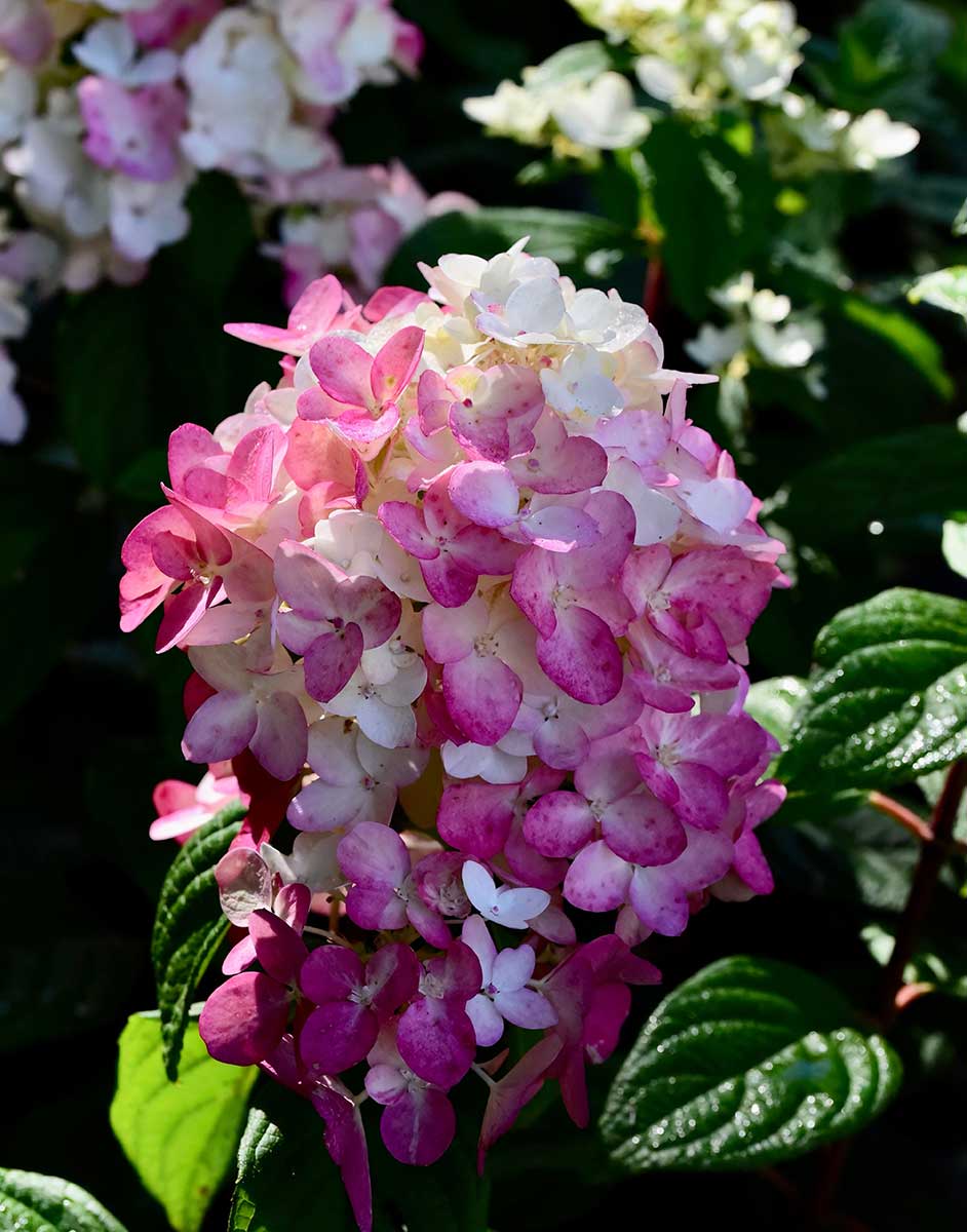 Hortenzia ‘Fire Light’ Foto: Shutterstock