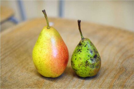 Hruška Avranšská na osvetlenej časti koruny a vpravo zo zatienenej