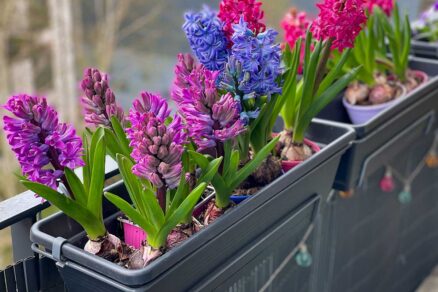 Kvitnúce hyacinty v kvetináčoch na balkóne