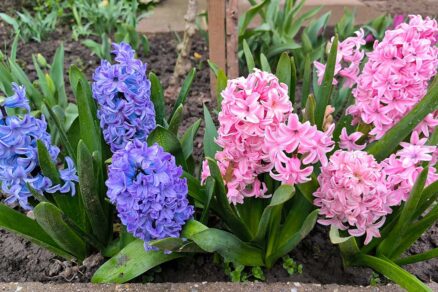 Kvitnúce hyacinty vysadené v záhrade