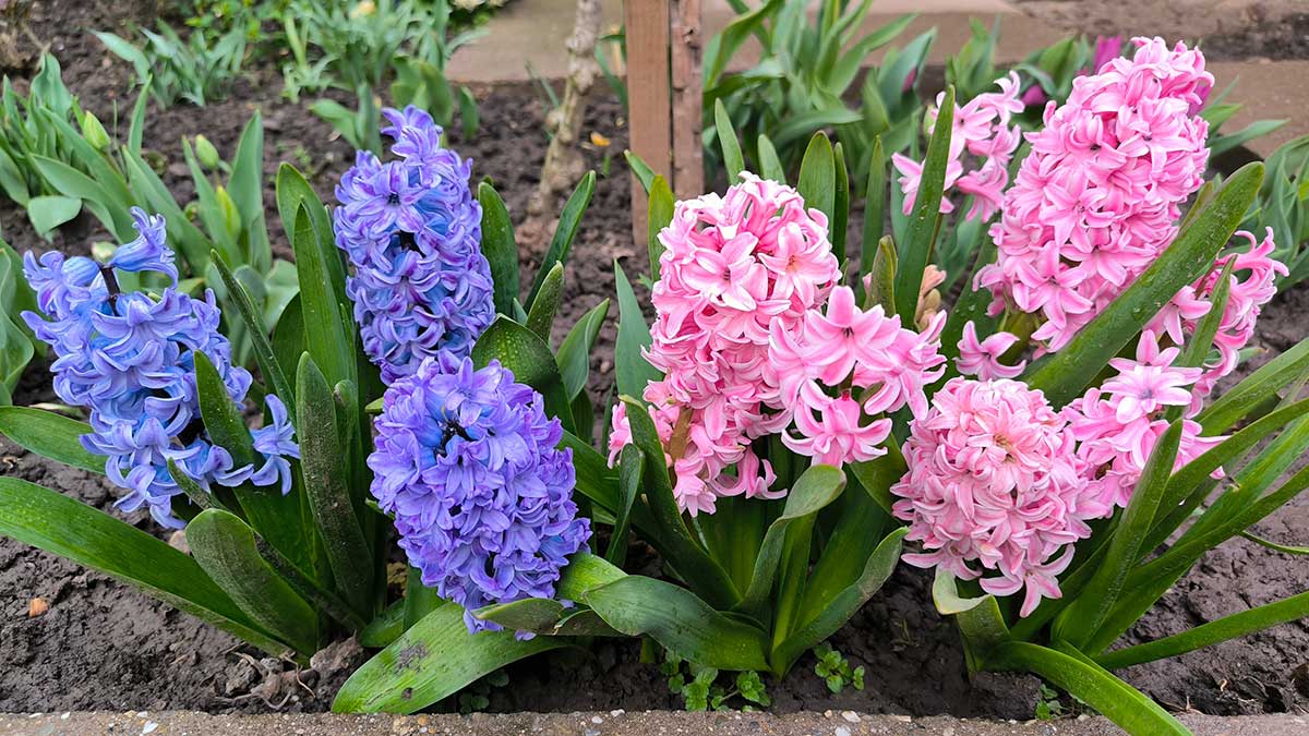 Kvitnúce hyacinty vysadené v záhrade