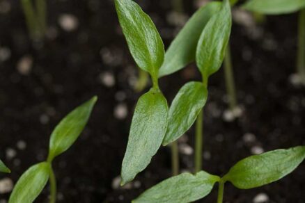 Klíčiace semená papriky