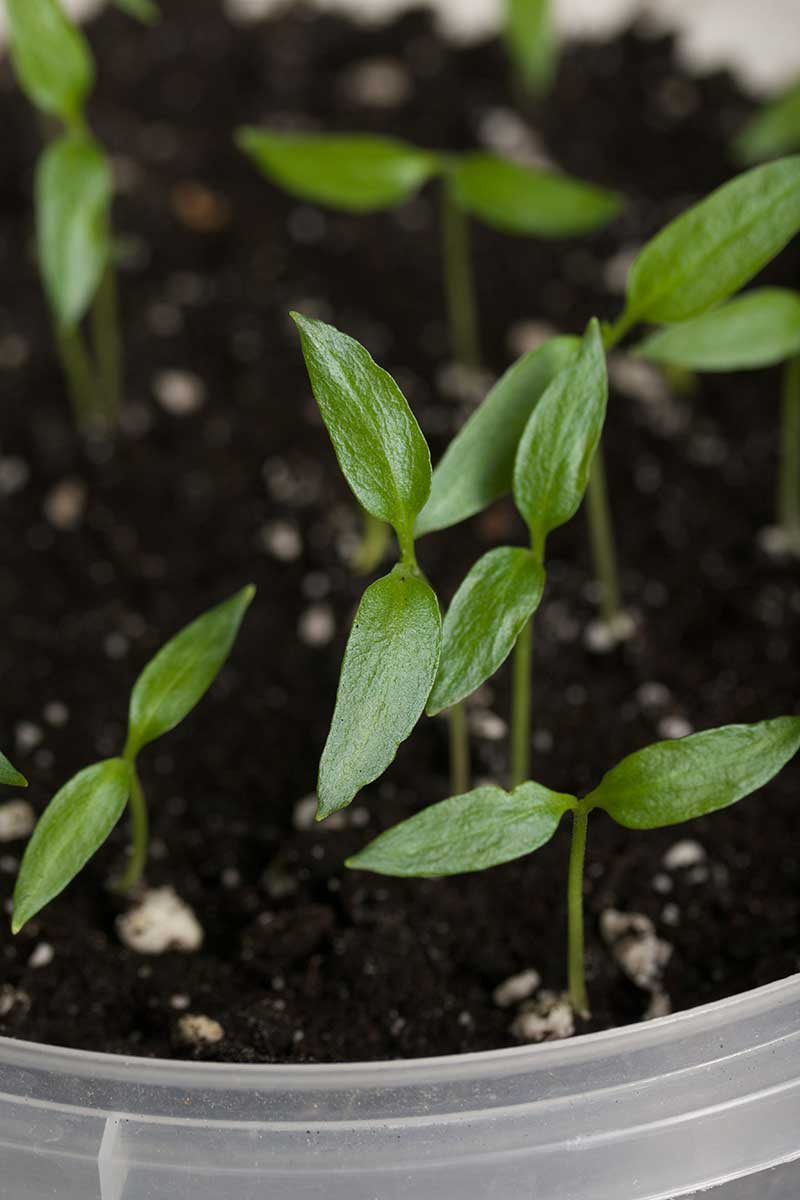 Klíčiace semená papriky