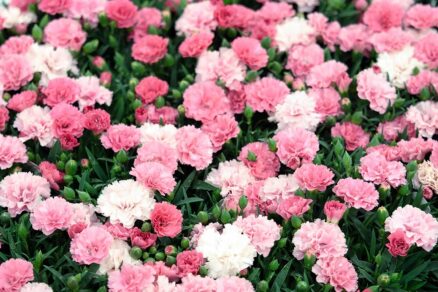 Ružovo-biele klinčeky