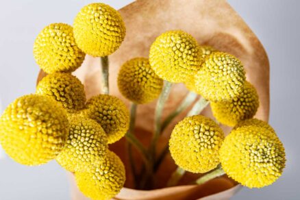 Kvety kraspédie naaranžované vo váze