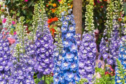 Modré a fialové kvety stračonôžky