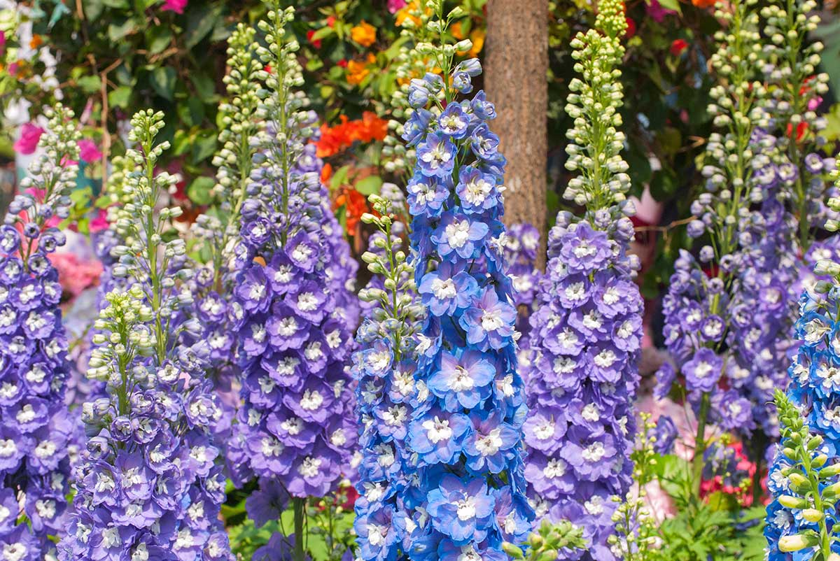 Studené modré a levanduľové tóny prinášajú do priestoru pocit rovnováhy, ktorý dnes mnohí vedome vyhľadávajú – či už v záhrade, alebo doma vo váze. Foto: Shutterstock
