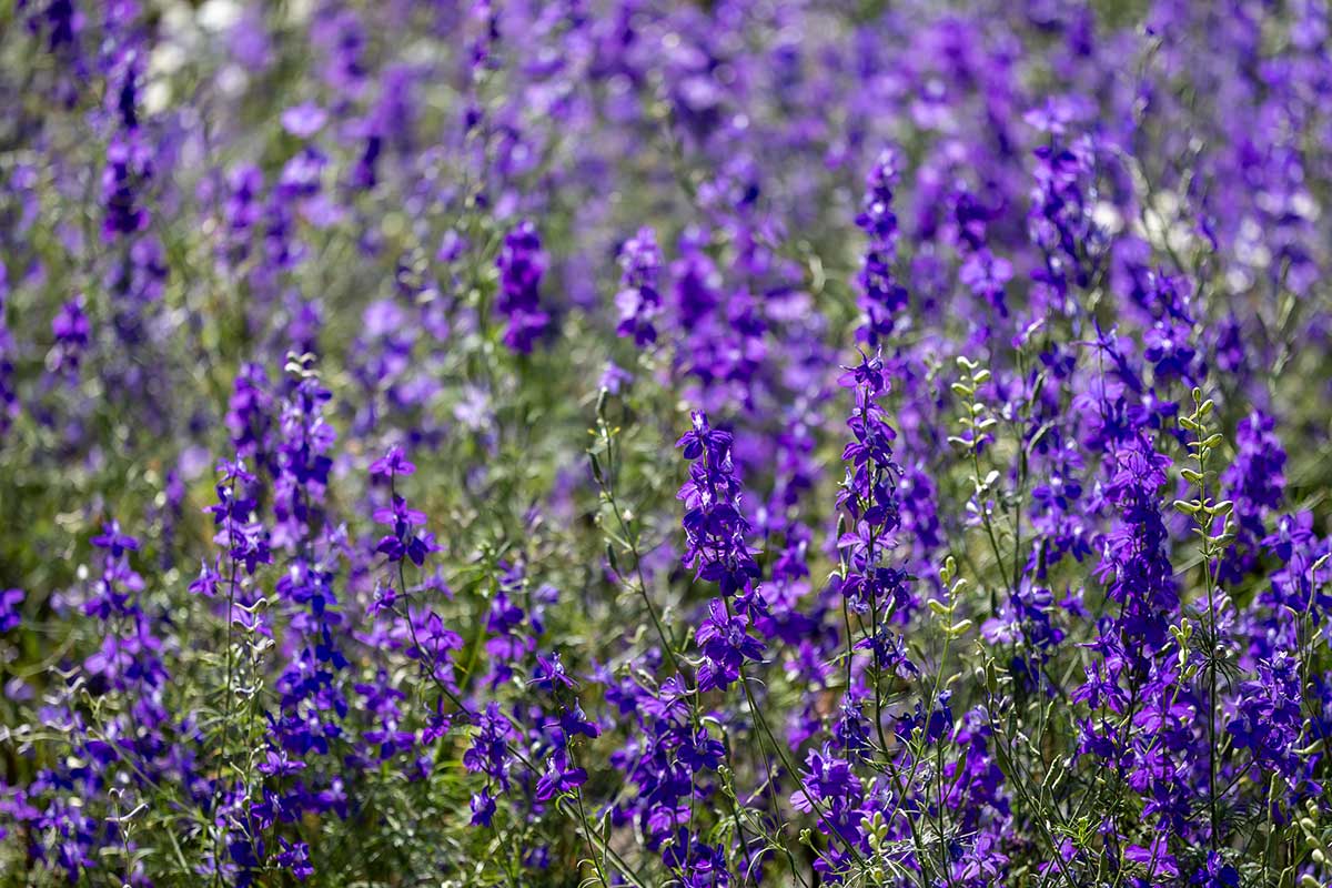 Larkspur Foto: Shutterstock