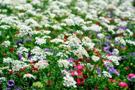 Lúčovka v kvetinovej prírodnej záhrade