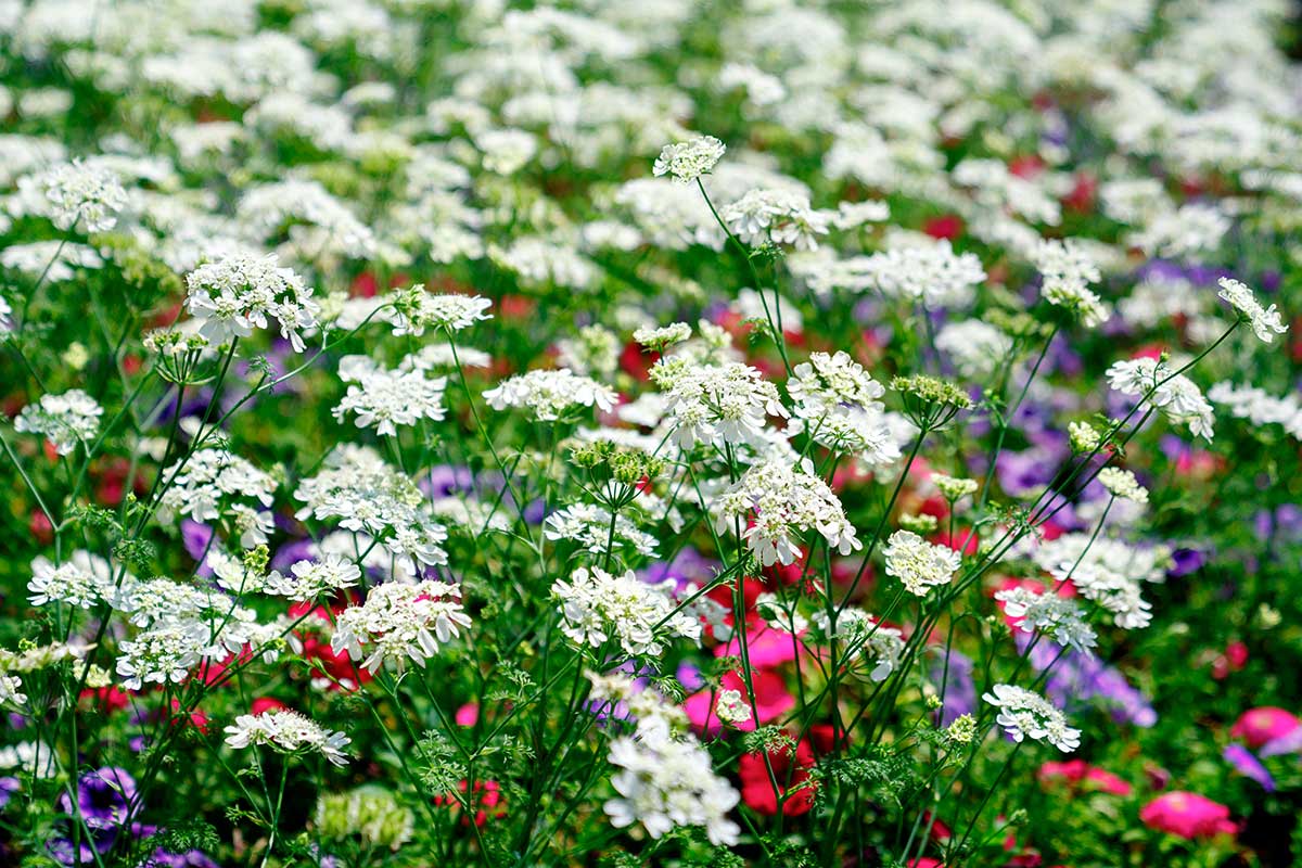 Lúčovka sa uplatní v prírodnom type záhrad, vo vidieckych aj chalupárskych záhradách. Foto: Shutterstock