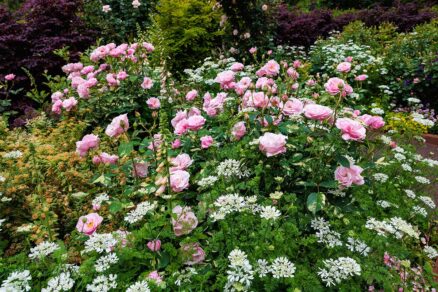 Kvety lúčovky v záhone s ružami