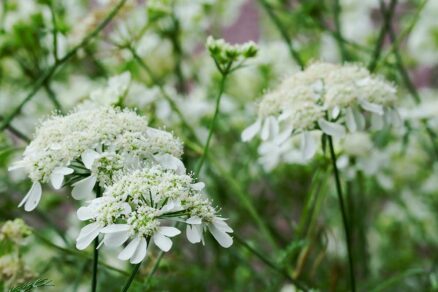 Lúčovka veľkokvetá