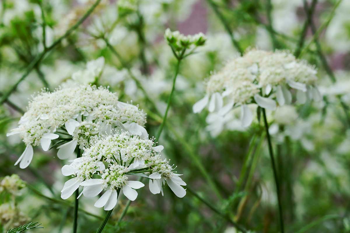 Lúčovka veľkokvetá