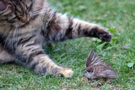 Mačka loviaca vtáka