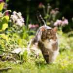 Mačka zakrádajúca sa v záhrade