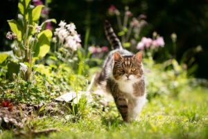Mačka domáca v záhrade – pohroma či pomocník? Takto to vidí skúsený biológ