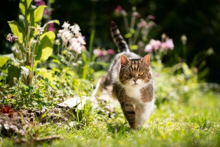 Mačka zakrádajúca sa v záhrade