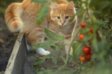 Mačka medzi zeleninou v záhrade