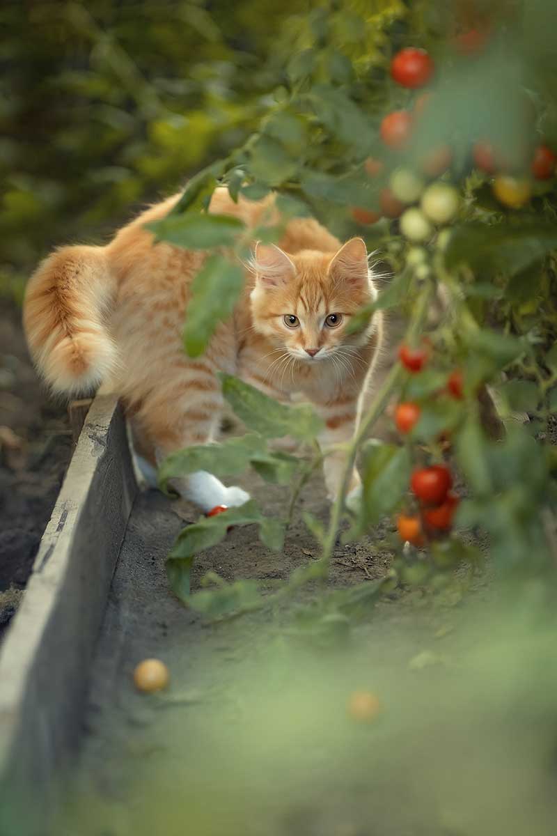 Mačka medzi zeleninou v záhrade