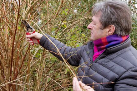 Odoberanie drevitých odrezkov na množenie