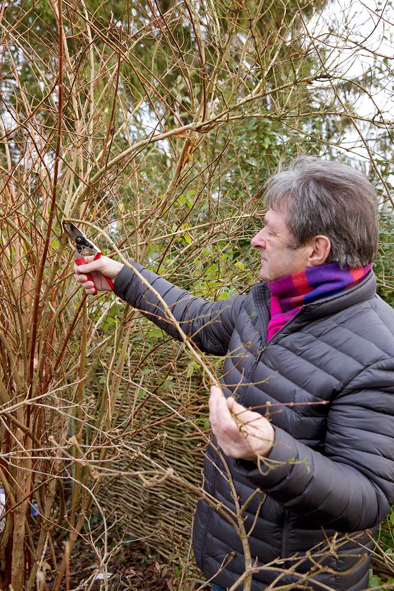 Odoberanie drevitých odrezkov na množenie