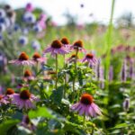 Osvedčené trvalky v záhrade