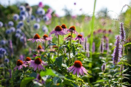 Osvedčené trvalky v záhrade