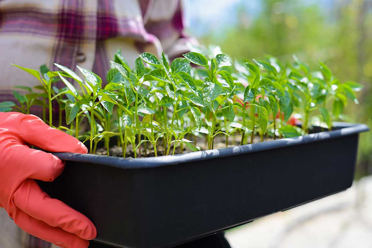 Otužovanie priesad paprík
