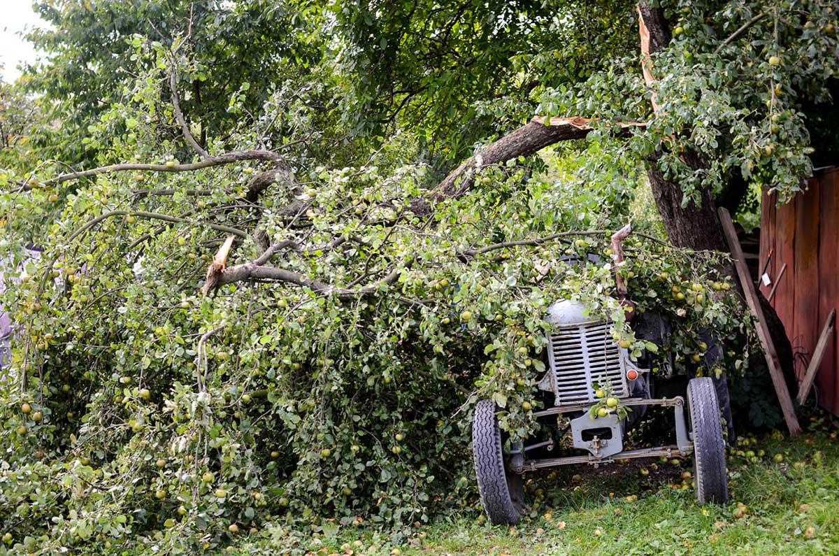 Ovocné stromy preplodzujú a lámu sa